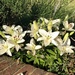 White Lillies by arkensiel