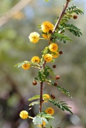 25th Jun 2023 - Sweet Acacia blooms