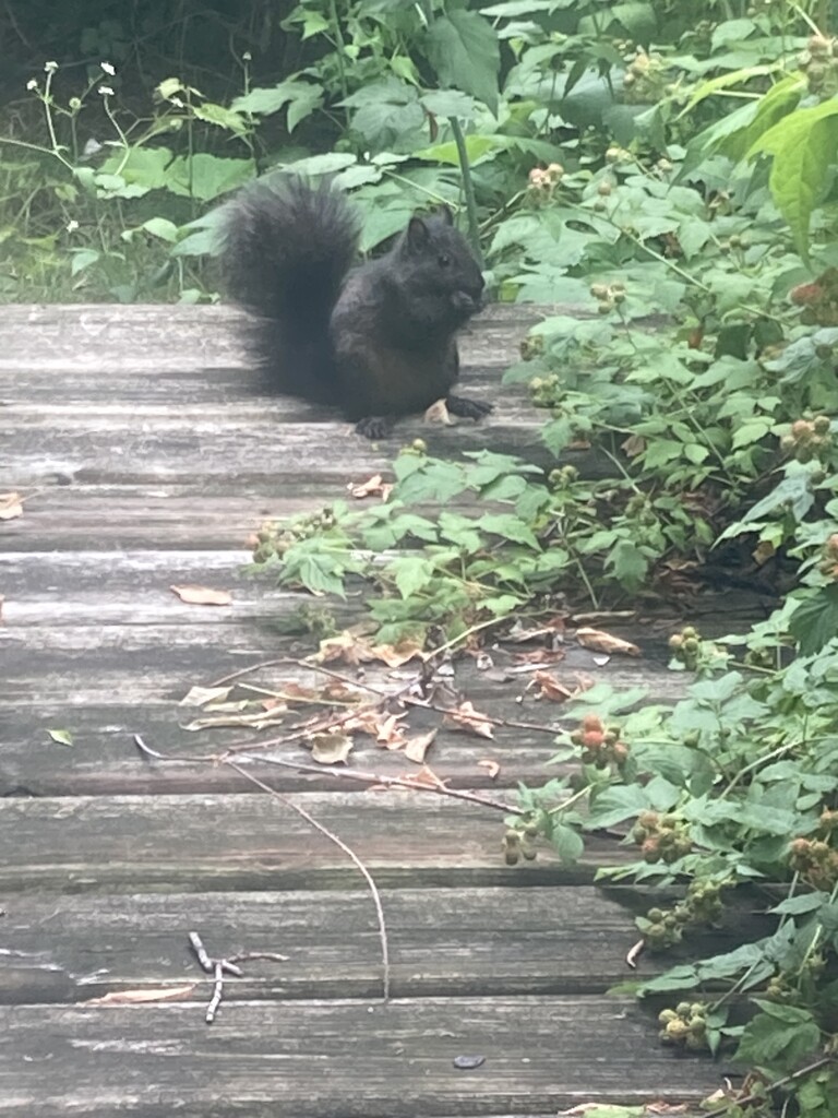 Wild June - Squirrel Eating Berries  by spanishliz