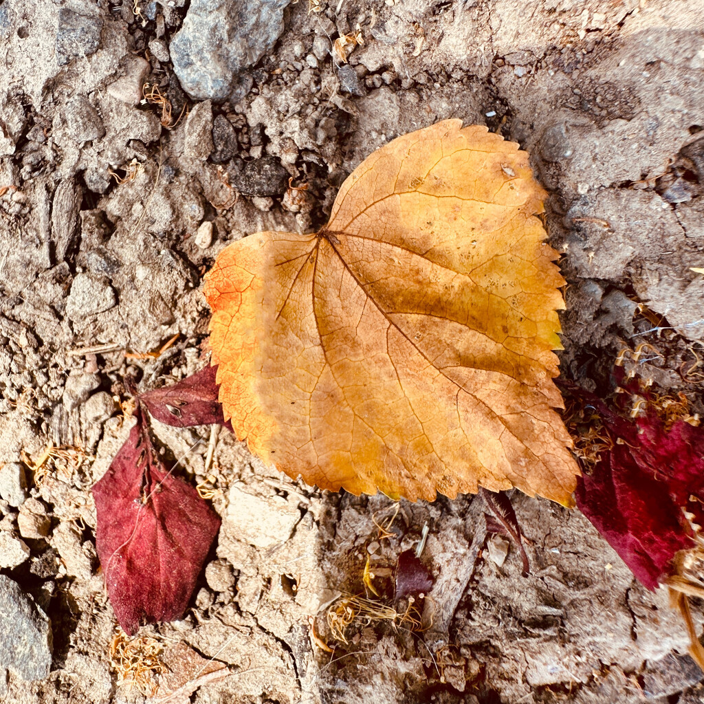 Heart Shaped Leaf by shutterbug49