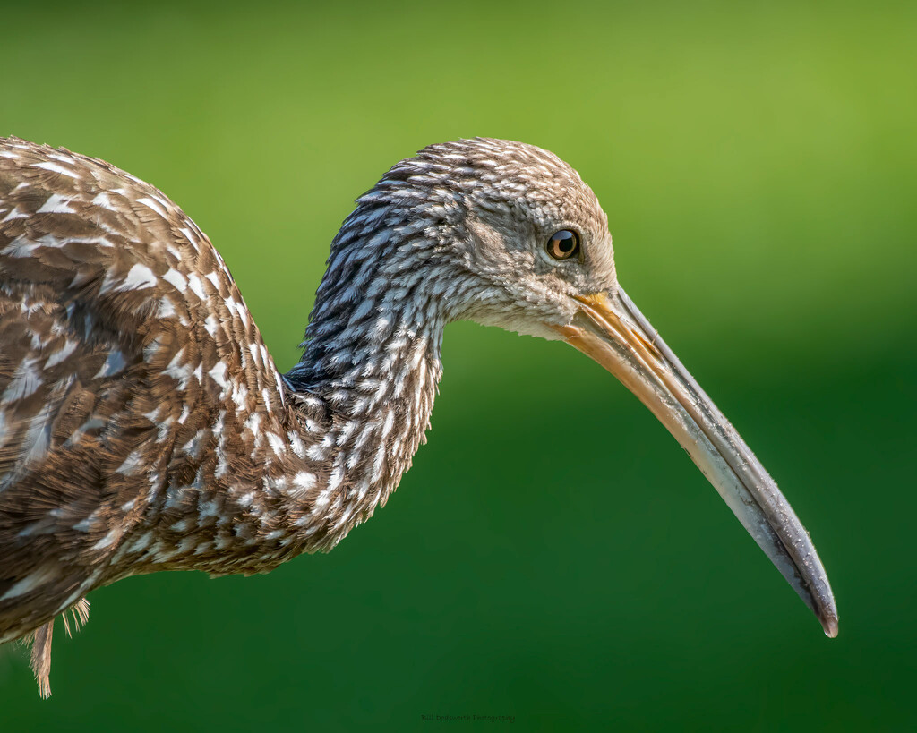 Limpkin in the morning light by photographycrazy
