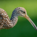 Limpkin in the morning light by photographycrazy