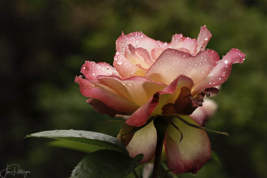 Raindrops on Roses by jgpittenger