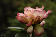 25th Jun 2023 - Raindrops on Roses