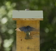 25th Jun 2023 - Tree Swallow Bringing Food for Babies 