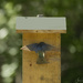 Tree Swallow Bringing Food for Babies  by jgpittenger
