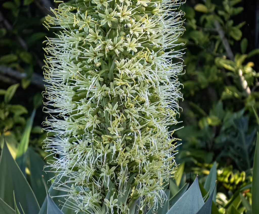 agave in bloom by koalagardens
