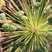 Allium Seedhead by cataylor41