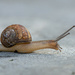 06-23 - Snail by talmon