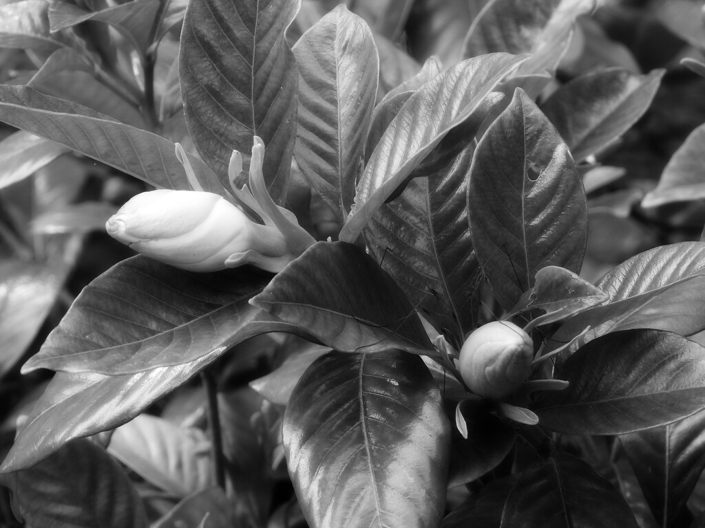 Gardenia buds... by marlboromaam
