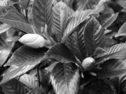 26th Jun 2023 - Gardenia buds...