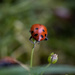 Ladybug bum! by epcello