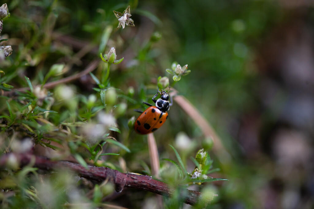 Pretty Ladybug by epcello
