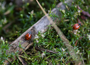 23rd Jun 2023 - Ladybug fillers!