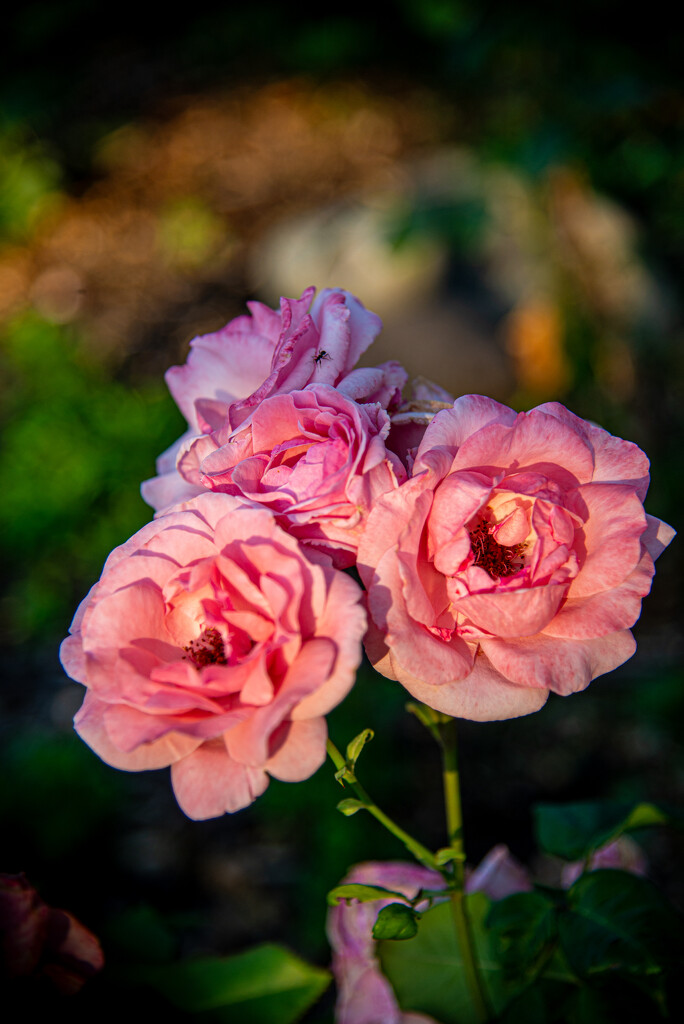 06-25 - Rose in late evening sun by talmon