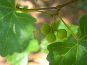 25th Jun 2023 - Group of Green Grapes