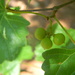 Group of Green Grapes by sfeldphotos