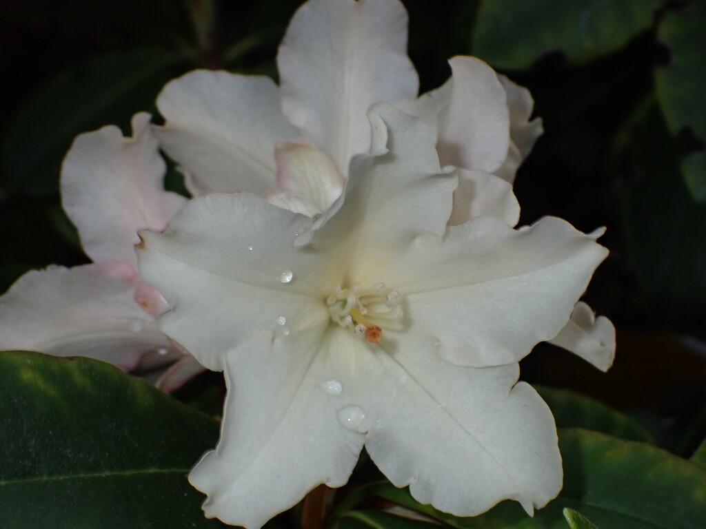 Late flowering Rhododendron by speedwell