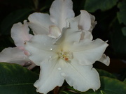 30th May 2023 - Late flowering Rhododendron