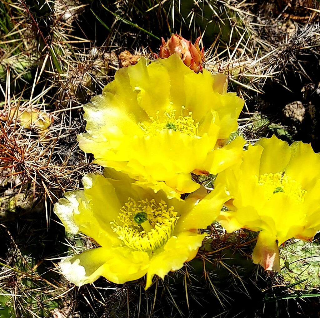 Cactus Flower by stownsend