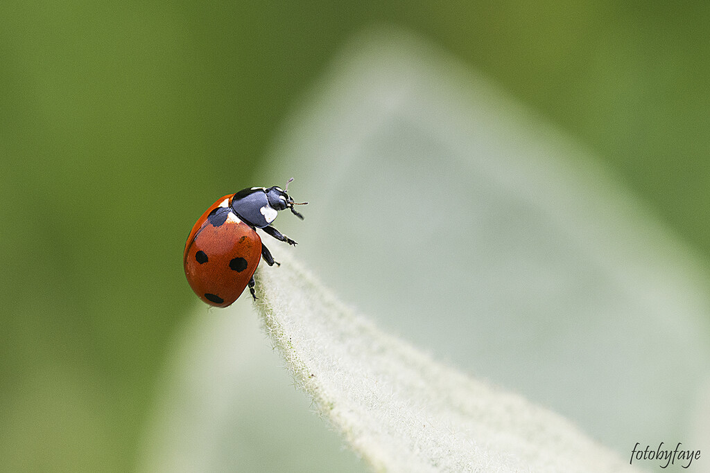 Hang on ladybug by fayefaye