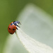 Hang on ladybug by fayefaye