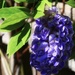 wisteria by amyk