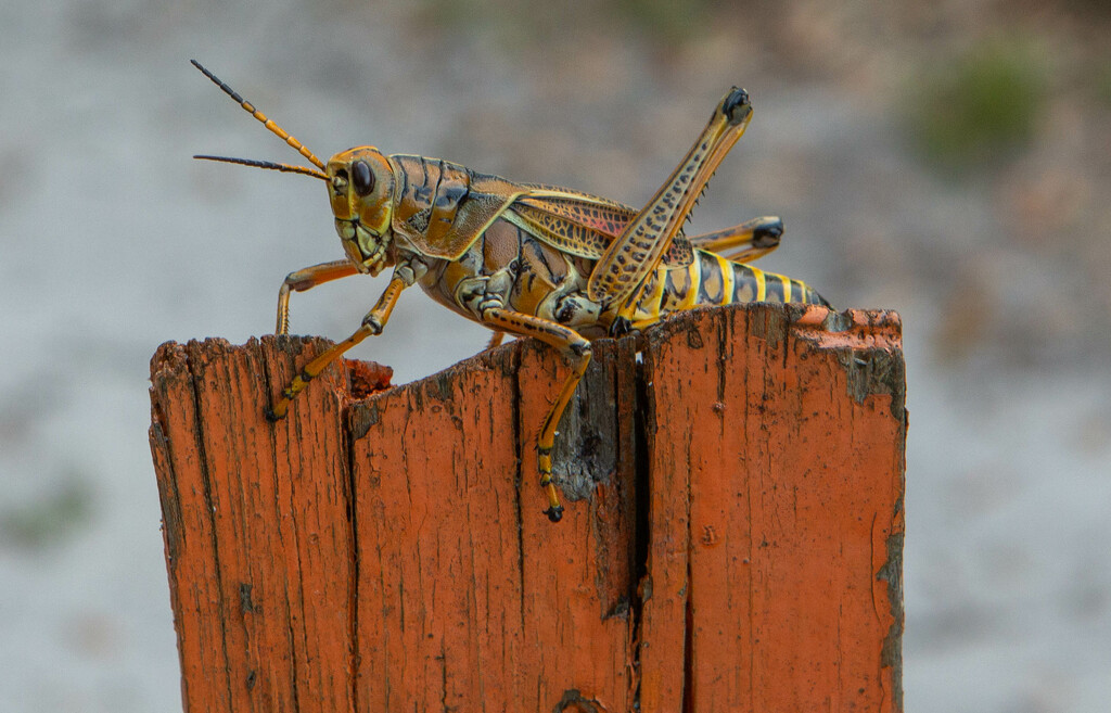 Attack of the killer grasshopper  by frodob