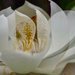 Multiple magnolias  by eudora