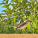 Mockingbird by joysfocus