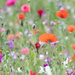 Flower Meadow by phil_sandford