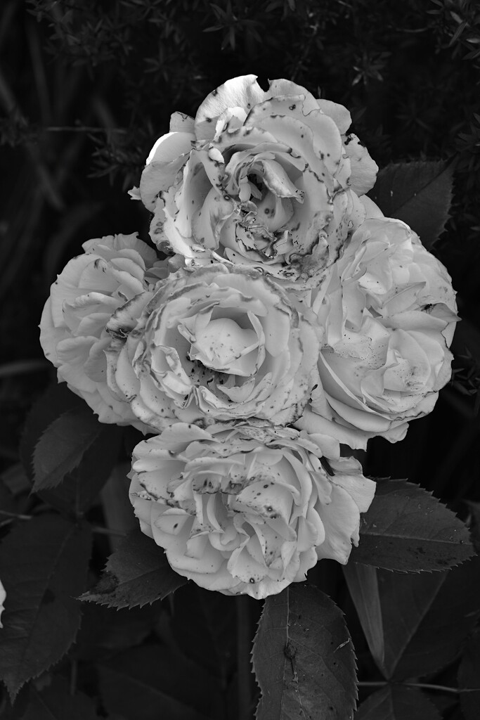Roses by wakelys