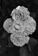 26th Jun 2023 - Roses