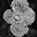 Roses by wakelys