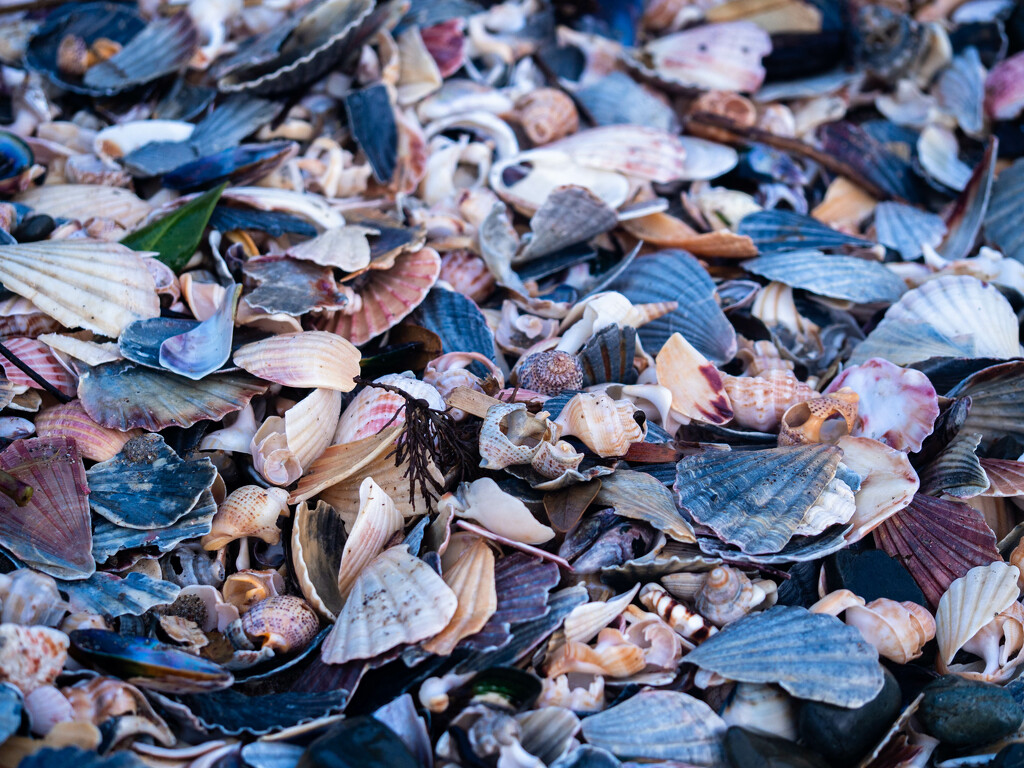 Sea shells on the sea shore by christinav