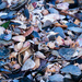 Sea shells on the sea shore by christinav