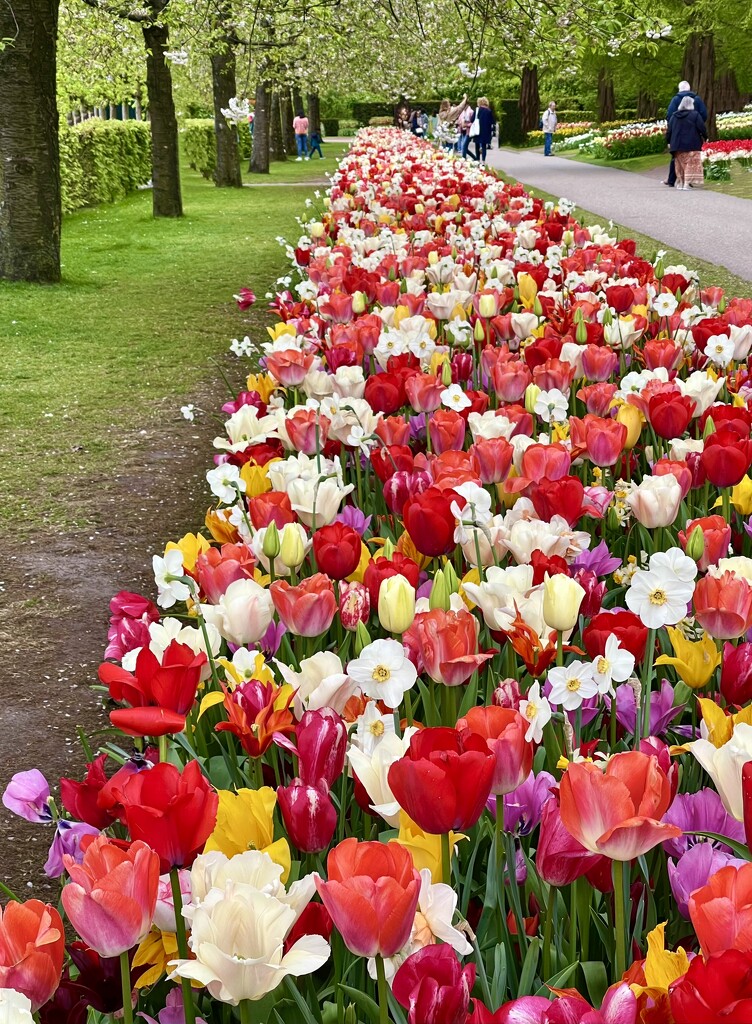 Too Many Tulips by gardenfolk