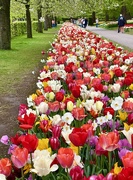 25th Jun 2023 - Too Many Tulips