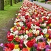 Too Many Tulips by gardenfolk