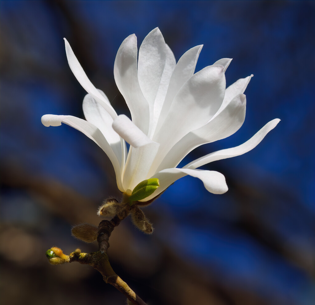 magnolia flower on blue by davidrobinson
