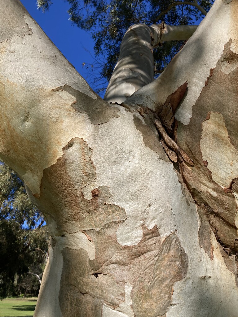 Eucalyptus  by narayani