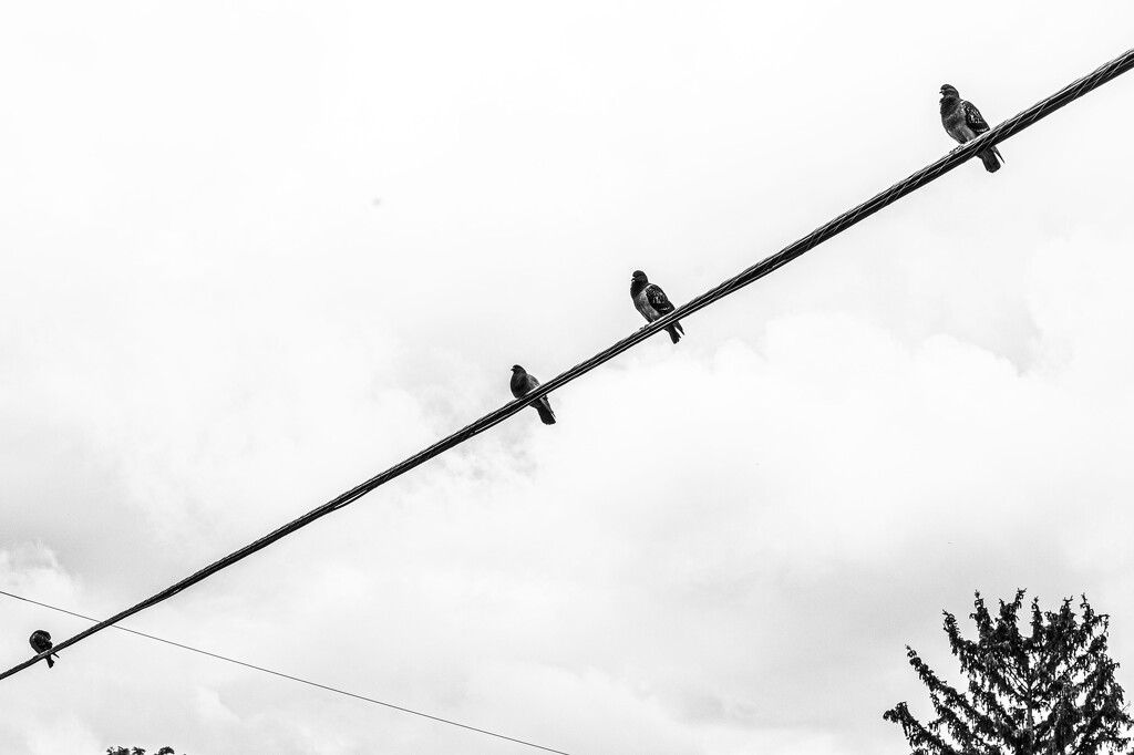 birds on a wire_1 by darchibald