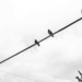 birds on a wire_1 by darchibald