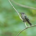 Ms Ruby-throated Hummingbird by sunnygreenwood