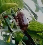 25th Jun 2023 - Cockchafer Beetle 