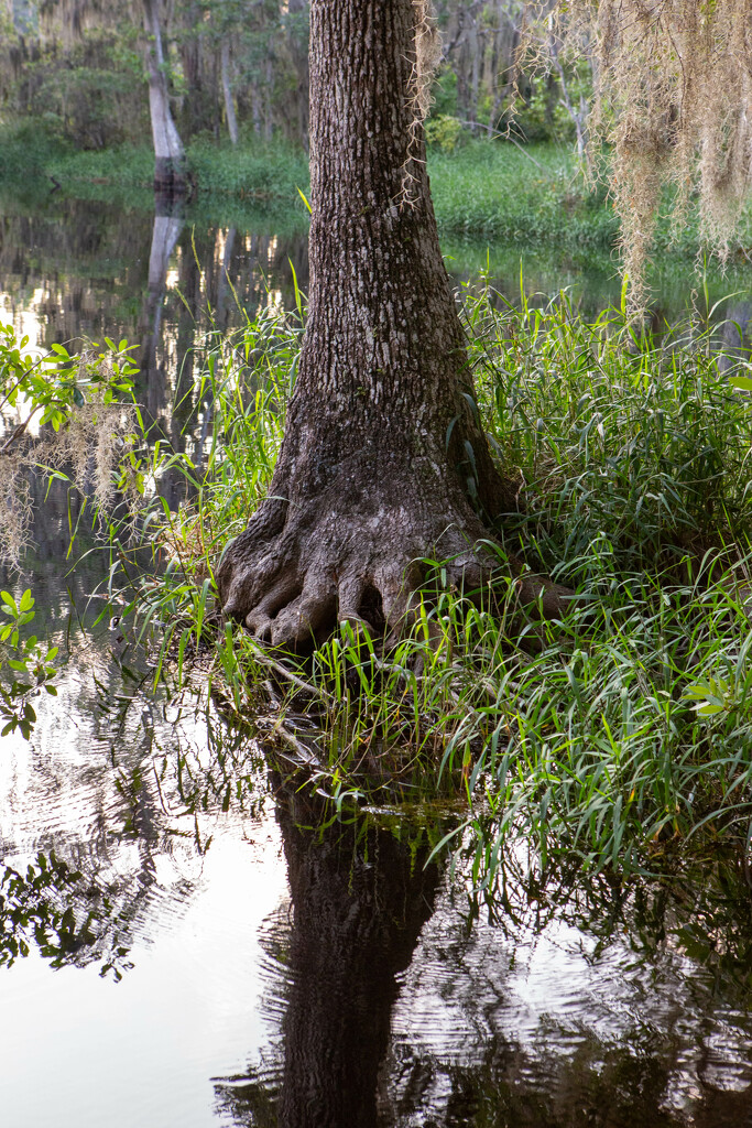 Cypress tree footprint  by frodob