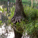 Cypress tree footprint  by frodob
