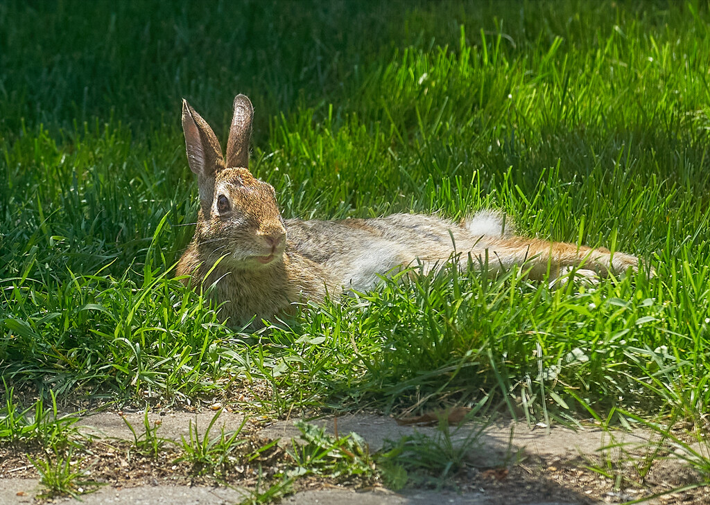 Relaxed Rabbit by gardencat