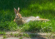 26th Jun 2023 - Relaxed Rabbit
