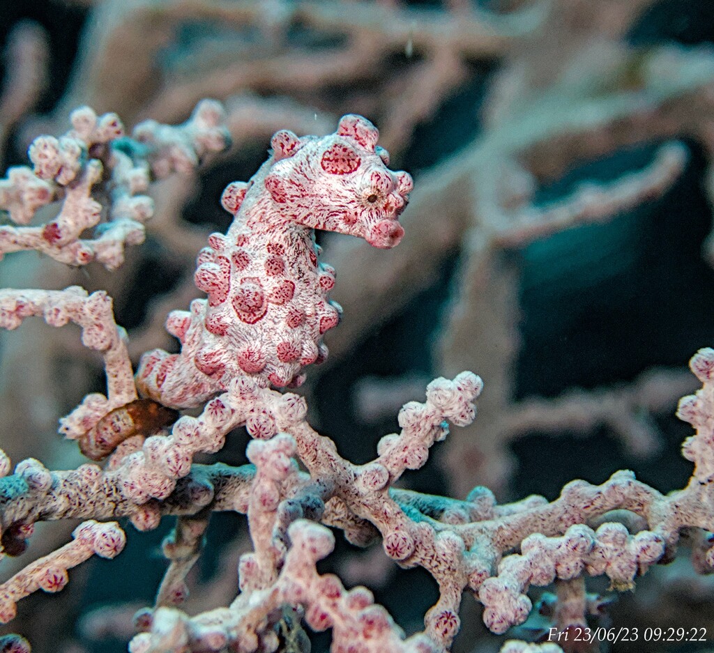 Pygmy Seahorse by wh2021